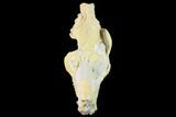 Fossil Oreodont (Merycoidodon) Skull - Wyoming #134353-6
